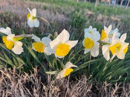 50 ICE FOLLIES daffodil bulbs image 2