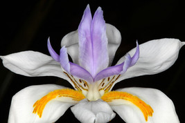 HS New! 30+ African Iris Flower Seeds  / Butterfly Iris /  Drought And Frost Har - £3.97 GBP