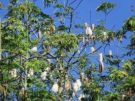 20 Seeds Silk Cotton Tree Pre-Stratified - £7.81 GBP