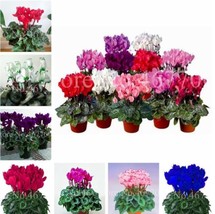 Cyclamen Seeds Mixed Flowers - $13.99