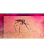 HAUNTED love Bug supernatural vector spell of POWERFUL results dreams co... - €150,88 EUR