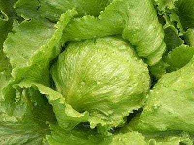 500 Tennis Ball Lettuce Seeds Aw95136 Garden - £11.16 GBP