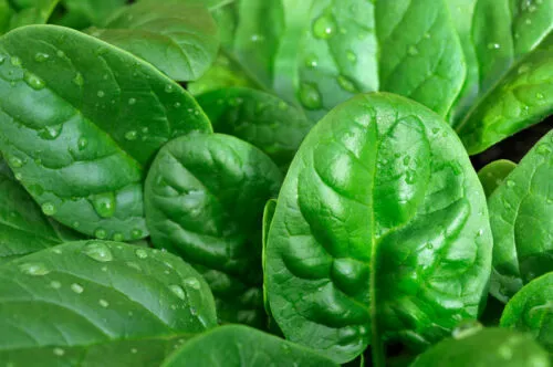 Bloomsdale Spinach 1250 Seeds 1/2 OZ BULK Fast Shipping - £8.68 GBP