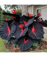 Black Caladium Flowers 100 Seeds Araceae Elephant Ear Heart Jesus Angel ... - $15.15 CAD
