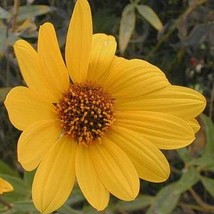 Helianthus Pauciflorus Stiff Prairie Showy Sunflower 20 Seeds - $15.32