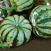 Small Sand Sweet Pumpkin Seeds 6 Seeds Pack Cucurbita Linn Organic Vegetables B1 - $20.00