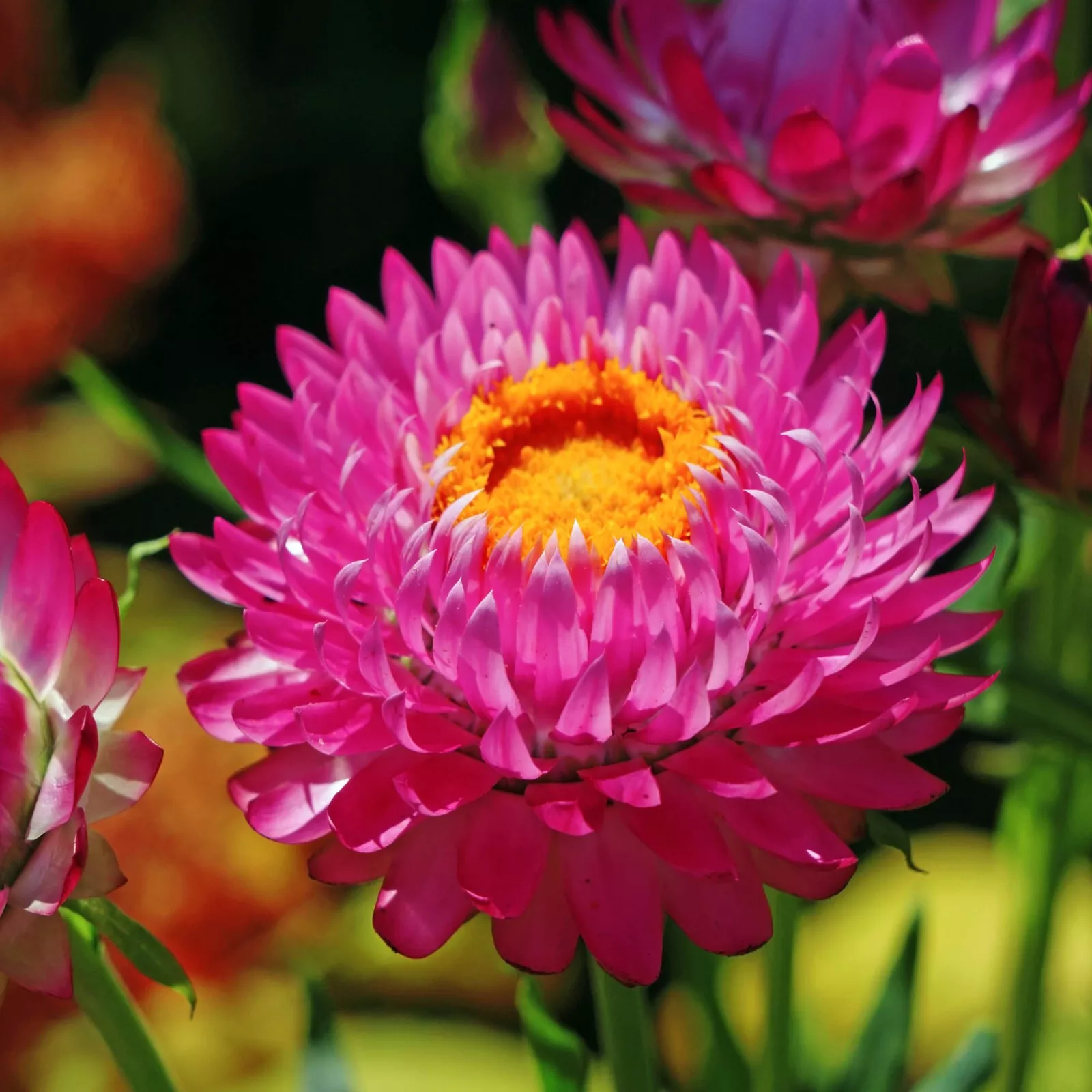 100 Purple Red Strawflower Seeds | Non-GMO - £3.08 GBP