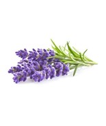 THJAR Lavender Seeds To Grow | 100+ Seeds | Grow This Fragrant Spice In ... - $19.92