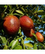 Red Lime Tree Grafted 3Ft Feet Tallno Ship To California Fresh Fast Ship... - $2,829.34 MXN