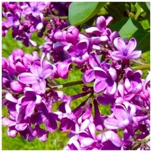 Lilac Plants - Lilacs - Syringa Vulgaris -  ALBERT HOLDEN - VIOLET - $64.99