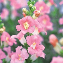 New Seeds 50 Snapdragon Seeds Snapdragon Chantilly Light Pink Cut Flower Seeds U - £13.24 GBP