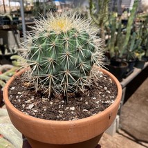 Seeds USA Seller Echinocactus Grusonii Albispinus Seedsling - $70.00