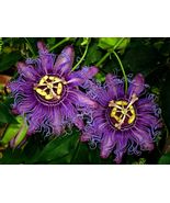 BEST INCENSE Passiflora Incarnata-Cincinnata Starter Plant Purple Flower... - £23.22 GBP