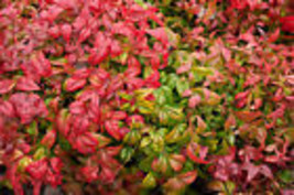 VP 15 Dwarf Sacred Bamboo Heavenly Nandina Domestica Nana Pink Red Sun Shade See - £4.48 GBP