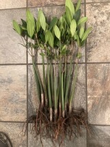  15 Xxl Big Beautiful Extra Healthy!! Red Mangrove Plants Premium Quality - £48.57 GBP