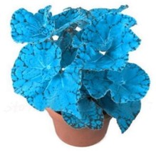 100 Seeds Plectranthus Coleus Seeds Bluish Blue Color Garden USA Shipping - $13.49