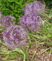 5 Pc Seeds Star of Persia Flower Plant, Allium christophii Seeds for Planting RK - £14.76 GBP