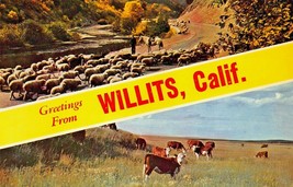 Willits California ~ Greetings From-Split Immagine Grande Lettera Cartolina - £5.31 GBP