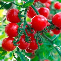 100 Seeds, Indoor Tomato Vishenka Cherry Red SH10831C - £12.58 GBP