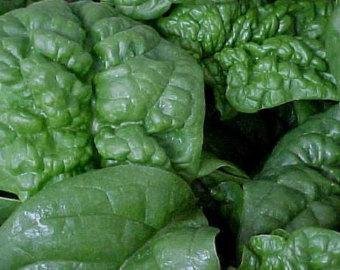 Primary image for Spinach, America Spinach Seed, Heirloom, Non GMO,200 Seeds, Spinach Seeds