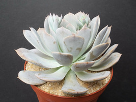 Echeveria derenbergensis exotic hens & chick rare succulent cactus plant 4" pot - £15.79 GBP