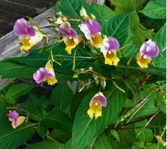 20 Seeds Impatiens bicolor Hardy Flowers Pollinators - $6.85