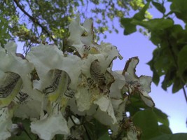 10 Seeds Northern Catalpa Tree Catalpa SpeciosaFrom US - $8.35