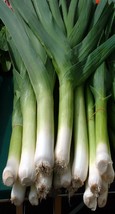 LEEK AUTUMN GIANT, 200 SEEDS R - $267.26 MXN