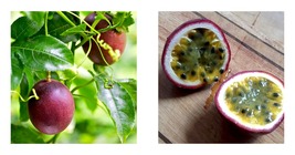 POSSUM PURPLE Passion Fruit Live Starter Plant Passiflora edulis Self Fertile - £33.75 GBP