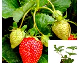 Strawberry Chandler Plant 4Inches Pot Delicious Strawberries fruit Live ... - $26.93