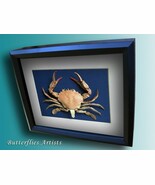 Real Lady Crab Atlantic Leopard Ovalipes Ocellatus Framed Taxidermy Shad... - $2,469.75 MXN