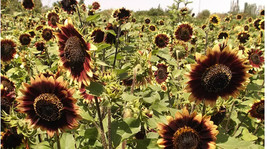 Grow In US 50 Seeds Sunflower Crimson Velvet Heirloom 8&quot;&quot; Flowers Cut-Flowers Be - £8.39 GBP