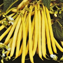 Pencil Pod Yellow Wax Bean Seeds Gold Heirloom Green Beans Vegetable Seed  - £4.75 GBP