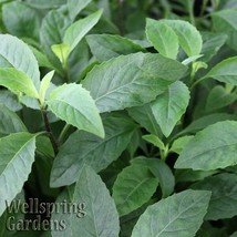 Best Longevity Spinach / Gynura procumbens / Live Plant - £23.59 GBP