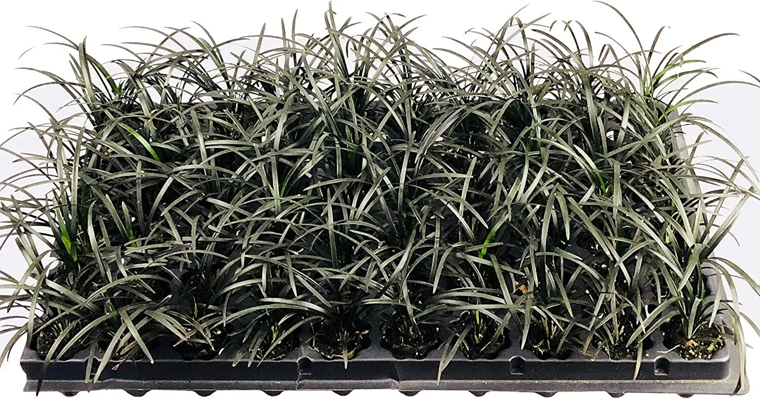 Black Mondo Grass Plugs Ophiopogon Japonicus Nigrescens Live Plants Liriope - $44.85