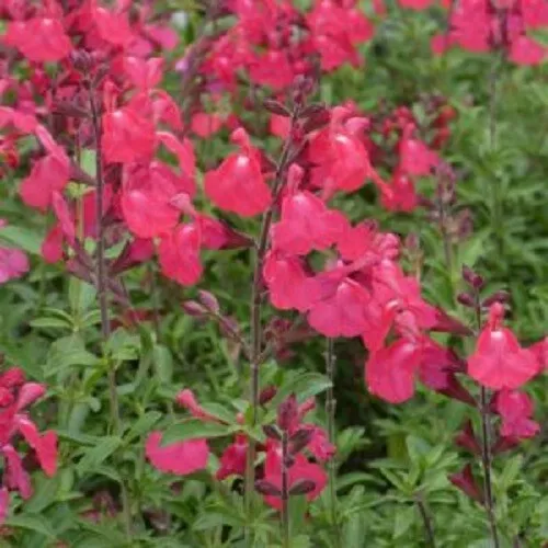 New Fresh 50 Coral Pink Salvia Seeds Flower Seed Flowers Hummingbird - £9.84 GBP