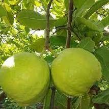 10 Seeds Tropical Guava Lucknow-49 Psidium Guajava Heirloom Seeds - £14.14 GBP