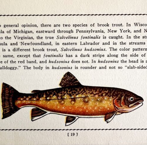 Primary image for Brook Trout 1939 Fresh Water Fish Art Gordon Ertz Color Plate Print PCBG20