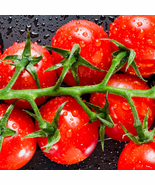 Renrong&#39; Bright Red Cherry Tomato Bonsai - 20 Seeds - $141.03 MXN