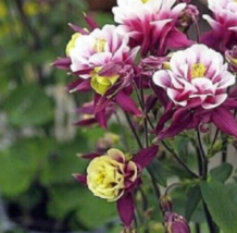 50 Pc Seeds Double Maroon White Columbine Flower Seeds for Planting | RK - £15.10 GBP