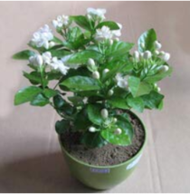 Bonsai White Jasmine Flower Fragrant Plant Arabian Jasmine 50 Seeds Garden USA S - £7.04 GBP