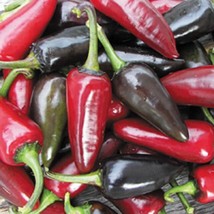 AWS Black Hungarian Hot Pepper Seeds NON GMO Seeds - £5.93 GBP