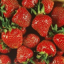 Quinalt Everbearing Strawberry 25 Bare Root Plants - Huge Fruit Size - £25.46 GBP