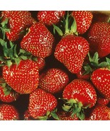 Quinalt Everbearing Strawberry 25 Bare Root Plants - Huge Fruit Size - $31.95