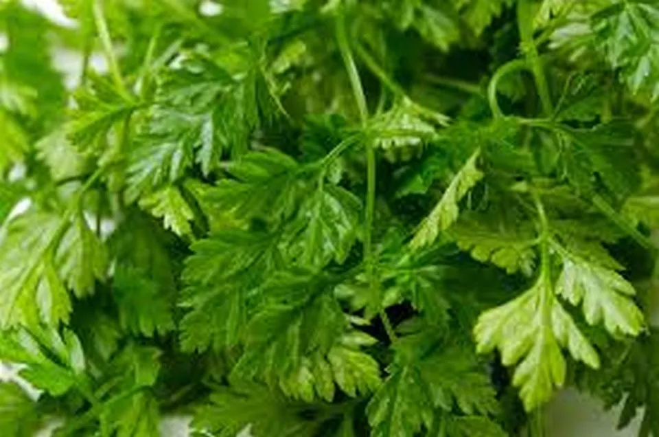 Sale Chervil 200 Seeds USA - £7.76 GBP