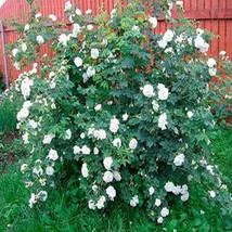 Single Petalled White Climbing Rose Flower, 50 Seeds  - £8.17 GBP