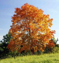 Fast Growing Tree Seeds: Norway Maple (Acer Platanoides) Size:10-100 | Us Seller - $3.05+