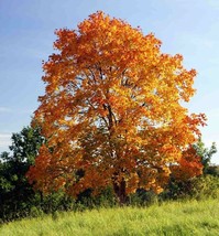 Fast Growing Tree Seeds: Norway Maple (Acer Platanoides) Size:10-100 | Us Seller - £2.41 GBP+