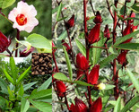 Hibiscus (Hibiscus Sabdariffa) Jamaica, Red Sorrell  Roselle Organic 25 ... - $5.99