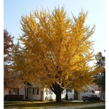 LimaJa Ginkgo Biloba Tree Seeds, Hardy Medicinal Supplement Herb Bonsai 8 Seeds - £4.79 GBP